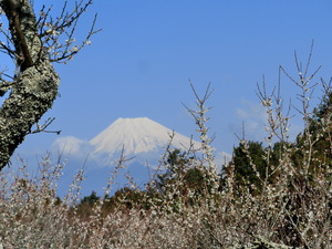 修善寺梅林から富士山を望む