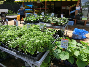 季節により、野菜の苗や様々なお花も販売