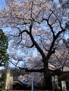 明徳寺の桜