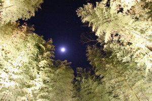 竹林の小径　中央の円座から見える夜空