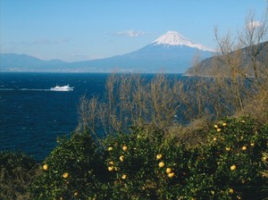 八木沢からの富士