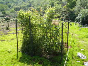 平成23年、防護柵の中だけ植物が育っているのがわかる