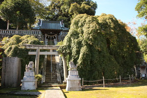 青埴神社の枝垂れイロハカエデ