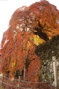 紅葉の枝垂れイロハカエデ