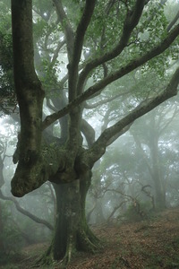 緑の大賞 「霧幻の森」
