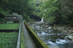 浄蓮の滝とワサビ田