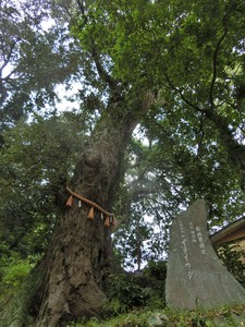 日枝神社の一位樫（イチイカシ）