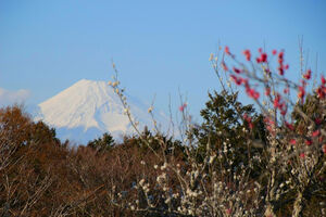 修善寺梅林から見る富士山