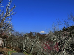 修善寺梅林と富士山