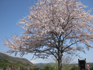 春は満開の桜と富士山のコラボレーションが