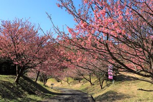 恋人岬　土肥桜のトンネル（1月下旬～2月上旬）