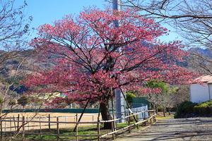 公園内にある土肥桜の古木