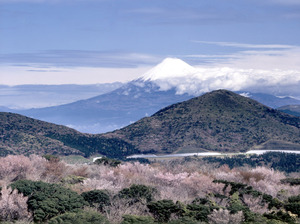 西天城高原からの富士