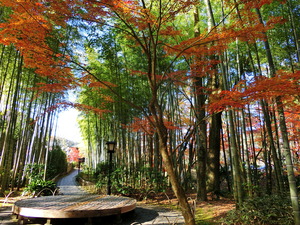 紅葉の竹林の小径