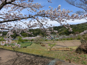 公園を囲むように桜が植えられています