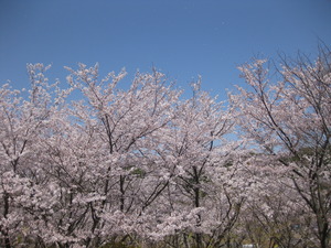 六仙の里の桜