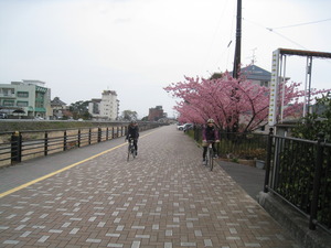 恋文川沿いの土肥桜