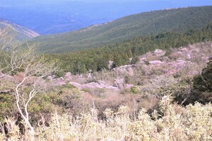 達磨山付近