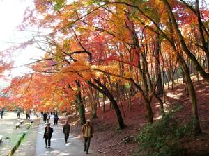 修善寺自然公園　紅葉
