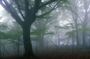 緑の大賞　霧の原生林