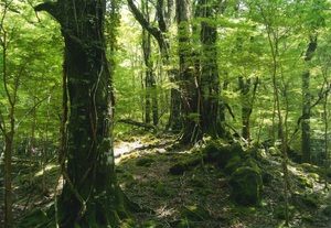 神秘的な雰囲気の伊豆市のブナの原生林