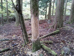 シカに樹皮をはがされた木は、やがて枯死する