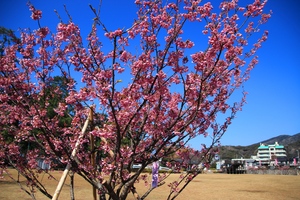 松原公園の土肥桜