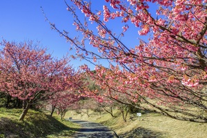 恋人岬　土肥桜のトンネル