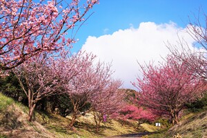 恋人岬　土肥桜のトンネル2