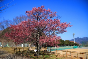 丸山スポーツ公園の土肥桜
