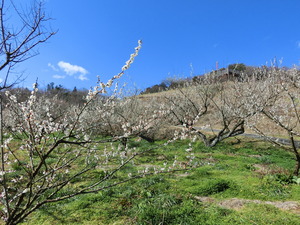 梅の花が咲き誇る2月の月ヶ瀬梅林