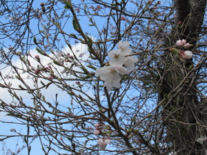 3月24日（木）　開花