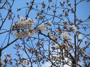 3月24日（木）　開花