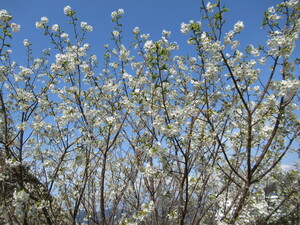 3月25日（金）5分咲き