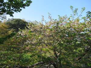 4月8日（金）葉桜