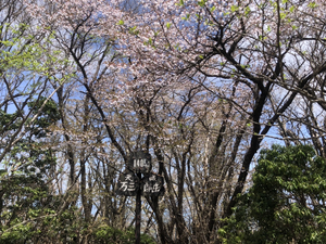 万三郎岳山頂　4月25日（月）