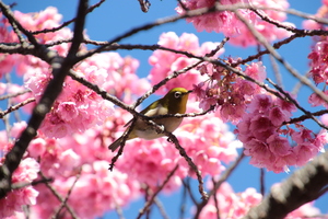 土肥桜（撮影：萬福寺）