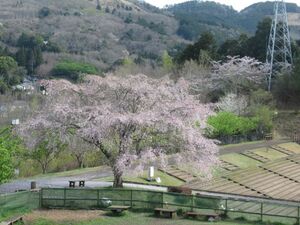しだれ桜　満開　3月24日（金）