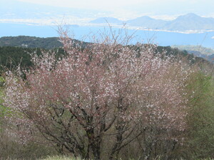 だるま山高原レストハウス　散り始め　3月30日（木）