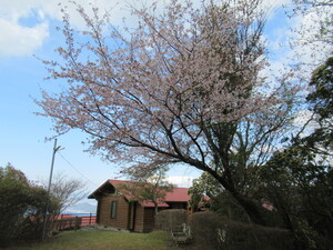 だるま山高原ロッジ　満開　3月30日（木）