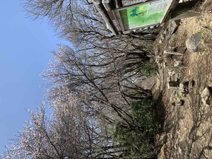 万三郎岳山頂　4月20日（木）