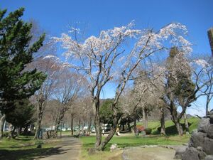 しだれ桜3分咲き　3月16日（木）