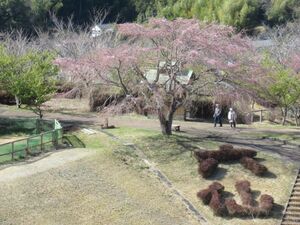 しだれ桜3分咲き　3月16日（木）