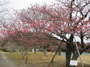 丸山スポーツ公園（原木）《５分咲き》