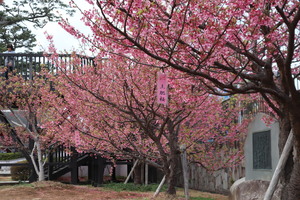 松原公園《落花さかん》