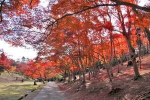 修善寺自然公園（もみじ林）の紅葉（※過去の写真です。）