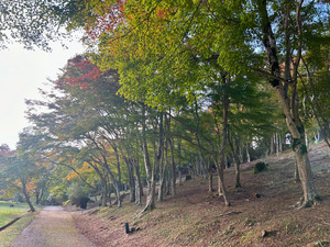 2024.11.14撮影_修善寺自然公園