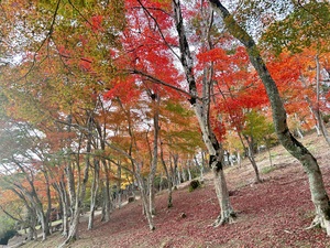 2024.11.29撮影_見頃（修善寺自然公園）