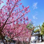 日本で最も早咲きの桜　土肥桜まつり
